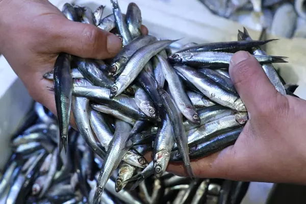 Türkiye 19 Ülkeye Hamsi Satışıyla Rekor Kırdı