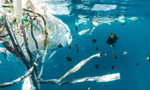 Biyobozunur Plastikler: Okyanusları Kurtarma Umudu mu?