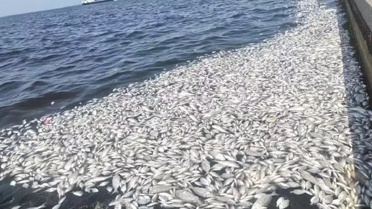 İzmir Körfezi'nde Gizemli Balık Ölümleri Paniği