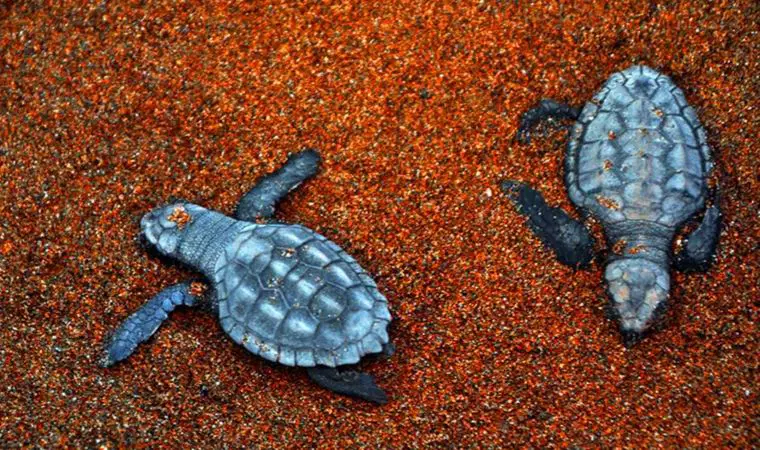 İztuzu'nda Yuva Rekoru: Caretta Carettalar Geri Döndü