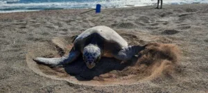İztuzu'nda Yuva Rekoru: Caretta Carettalar Geri Döndü