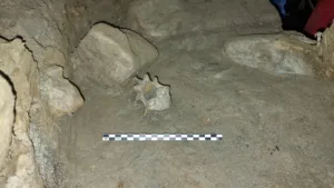 Norveç’te Tarihi Keşif: Buzul Çağı Hayvanları