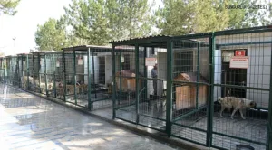 Okullar Açılmadan Sokak Köpekleri Barınaklara Alınacak