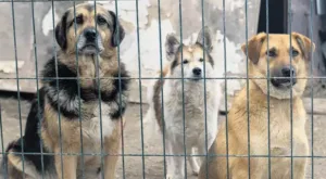 Okullar Açılmadan Sokak Köpekleri Barınaklara Alınacak