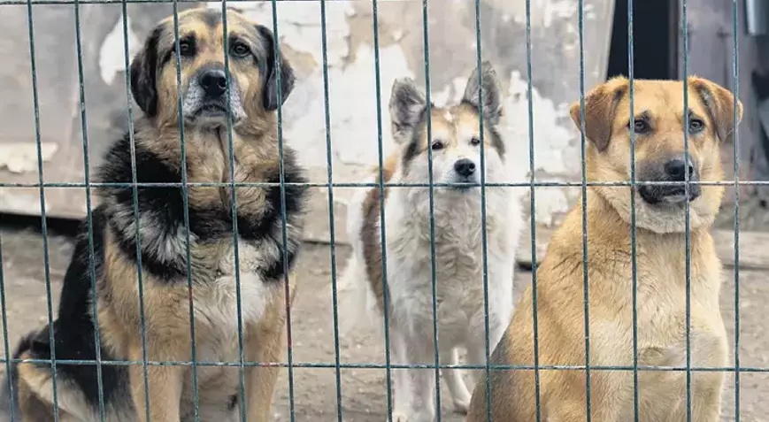 Okullar Açılmadan Sokak Köpekleri Barınaklara Alınacak