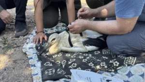 Yaren’in Yavruları Göç Yolculuğuna Çıktı
