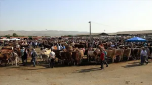 Şap Krizi Sonrası Hayvan Pazarları Kademeli Olarak Açılıyor