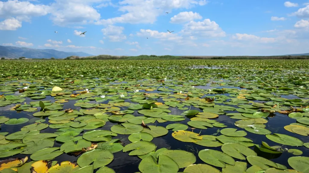 Biyoçeşitlilik ve Habitat Koruma Projelerine Büyük Destek
