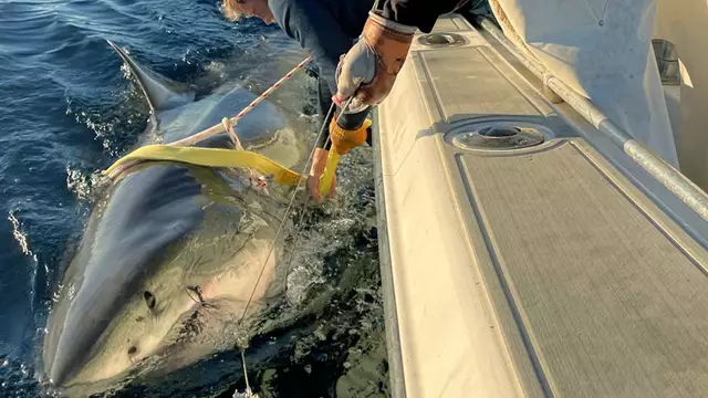 Büyük Beyaz Köpekbalığı: Contender
