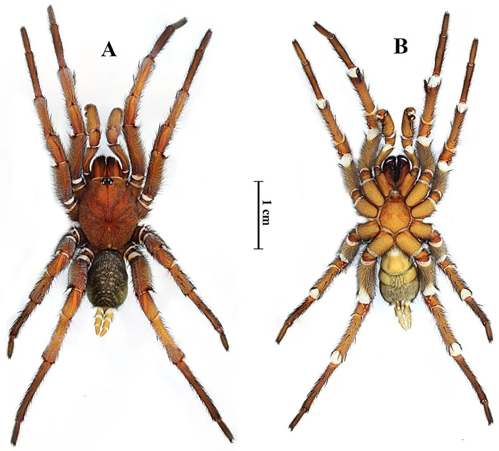 Tayland'da Keşfedilen Yeni İnterseks Örümcek Türü