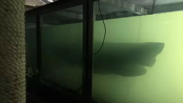 Hayalet Parkın Büyük Beyaz Köpekbalığı Rosie Geri Döndü