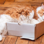 Karton Kutular ve Kediler: Evrimsel Bir Aşk Hikayesi