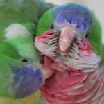 Muhabbet Kuşları Yeni Dostlukları Nasıl Kuruyor?