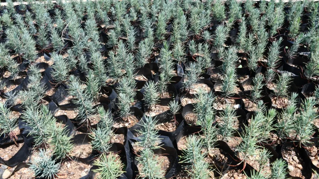 Gabar’da Yeşil Dönüşüm