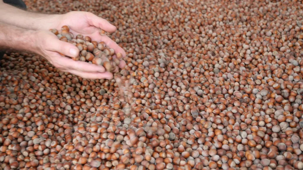 Dünya Türk Fındığına Doymuyor