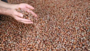 Dünya Türk Fındığına Doymuyor: 2,2 Milyar Dolarlık İhracat