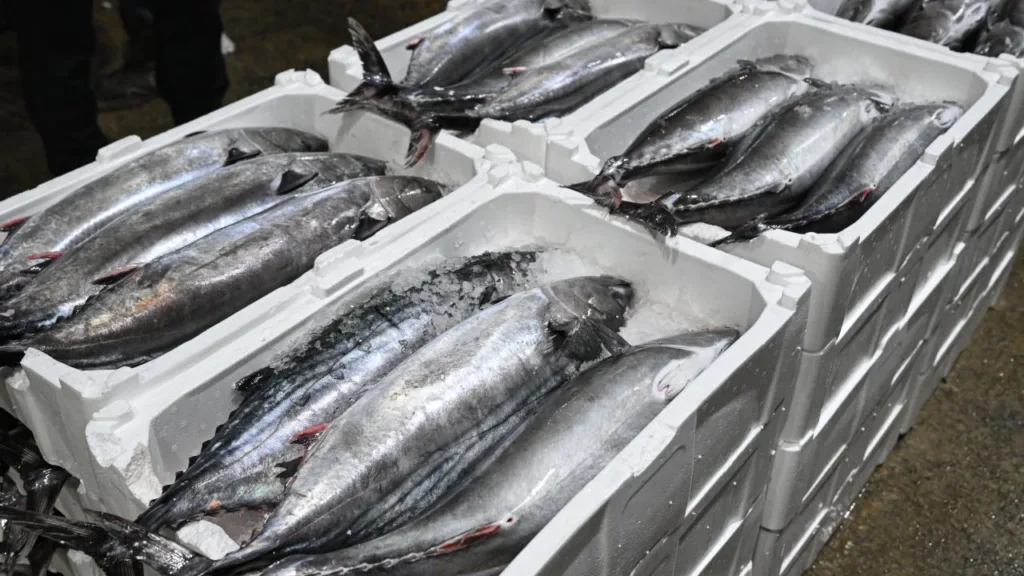 Marmara Denizi'nde Torik Bolluğu