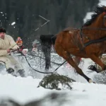 Karlar Üzerinde Vahşi Yarış: Skijoring Nedir, Nasıl Yapılır?