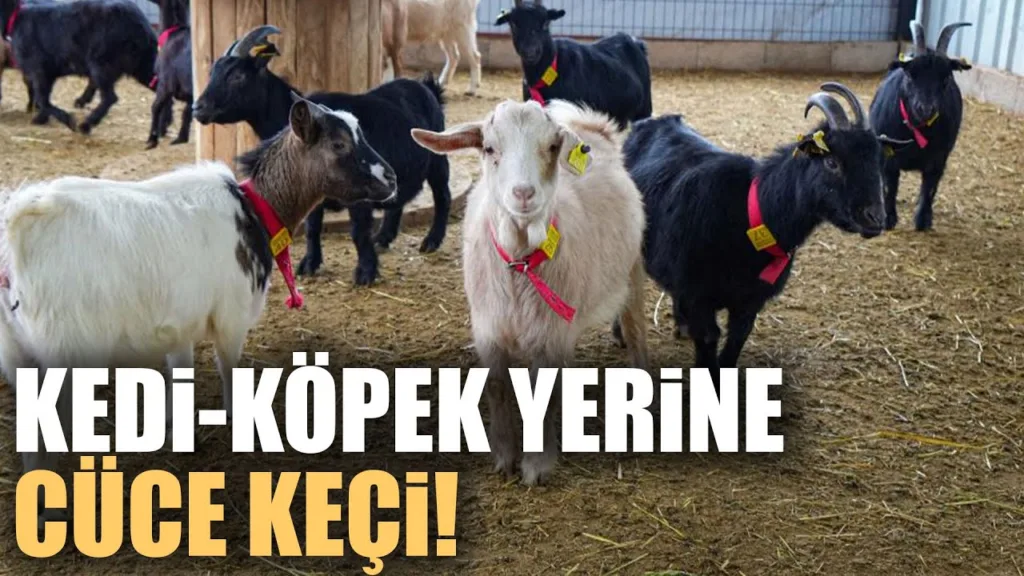 Kedi ve Köpeğe Rakip Çıktı: Sevimli Cüce Keçiler