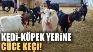 Kedi ve Köpeğe Rakip Çıktı: Sevimli Cüce Keçiler