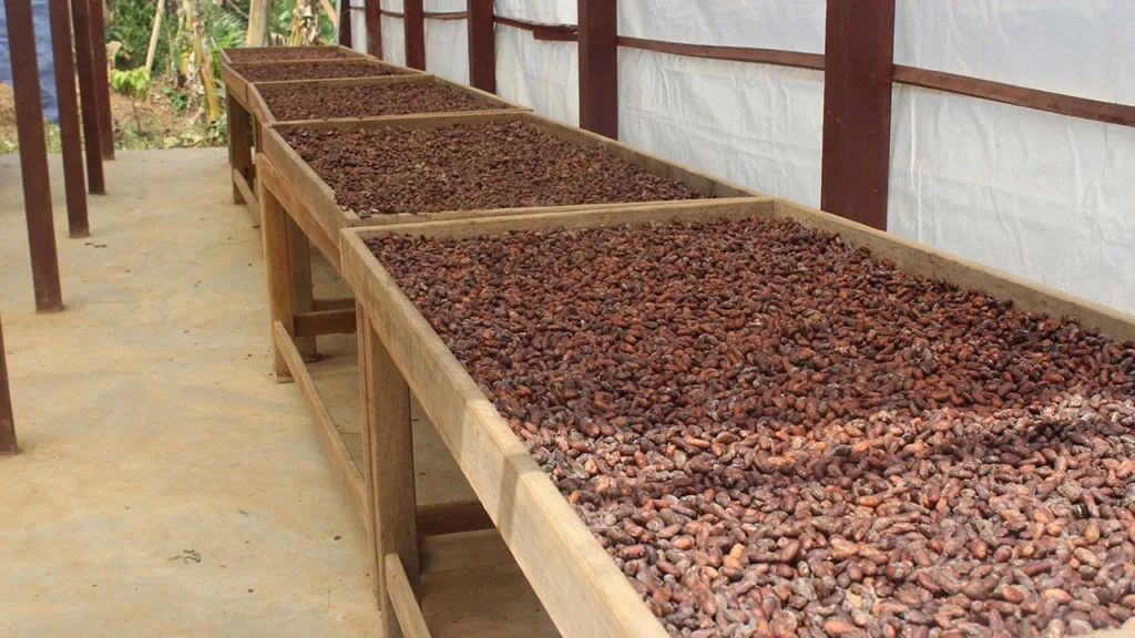 Türkiye Kakaoda Devleşiyor