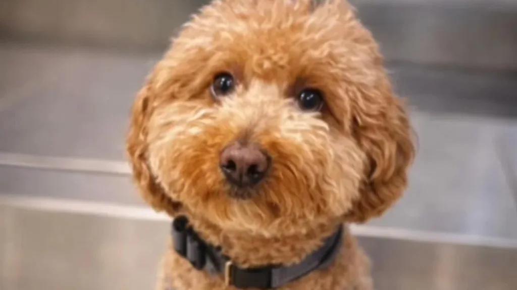 Uçağa Binmek İçin Köpeğini Havaalanında Terk Etti