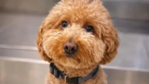 Uçağa Binmek İçin Köpeğini Havaalanında Terk Etti