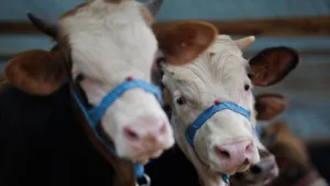 Kütahya’da Şap Alarmı: 15 Köy Karantinaya Alındı