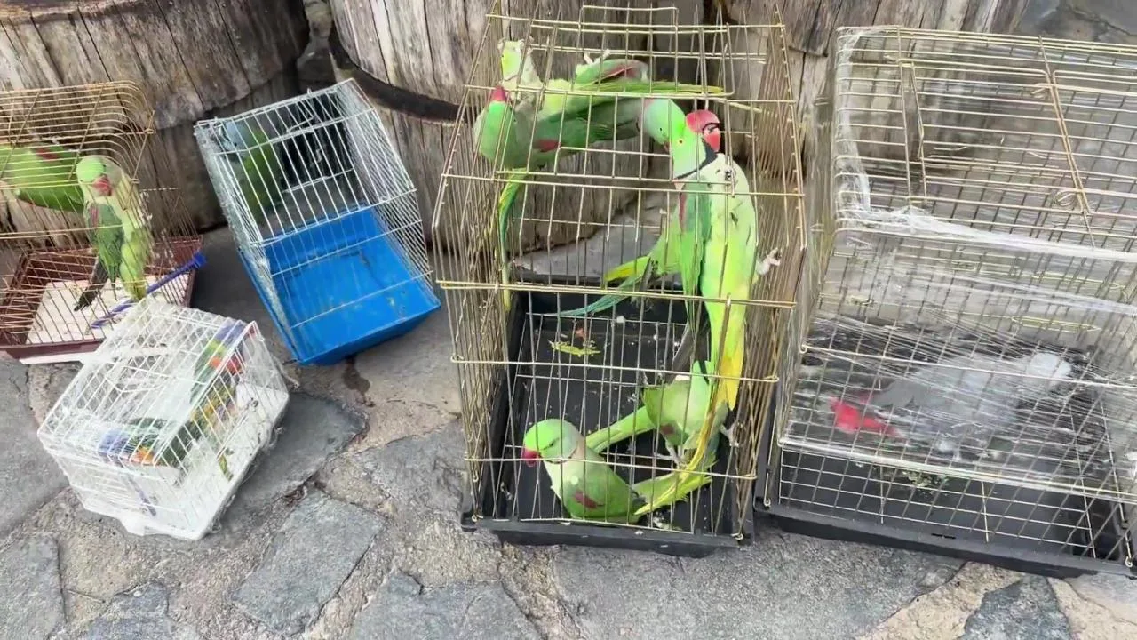 39 Papağan Koruma Altında