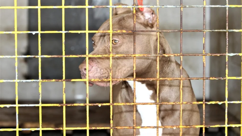 Ankara’daki Pitbull Dehşetinde Sorumsuz Sahibe Hapis İstemi