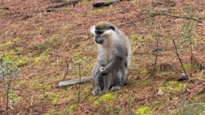 Denizli Ormanlarında Maymun Sürprizi: Simitle Besledi