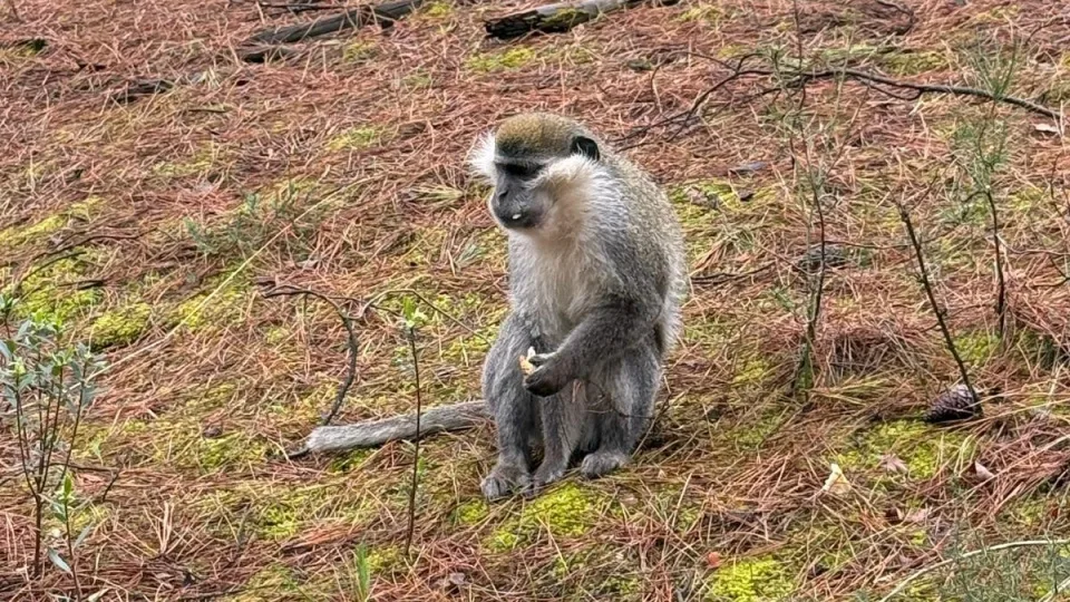 Denizli Ormanlarında Maymun Sürprizi