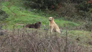 Okul Dönüşü Kabus Küçük Şirin Başıboş Köpeklerin Hedefi Oldu