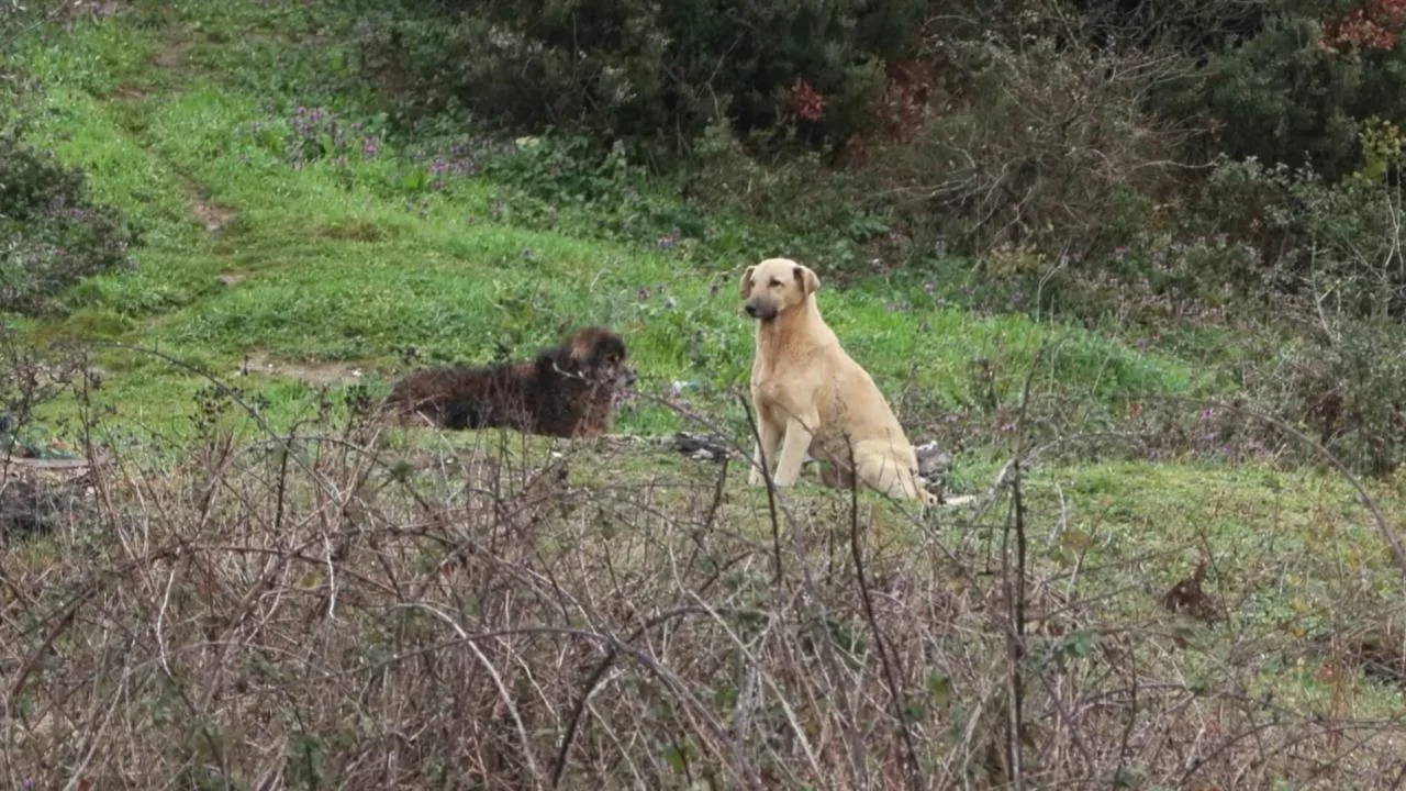 Küçük Şirin Başıboş Köpeklerin Hedefi Oldu