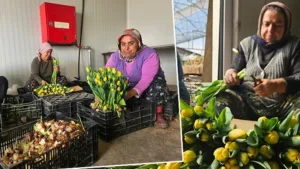 Antalya’da Devrim: Topraksız ve Gübresiz Suda Lale Üretimi