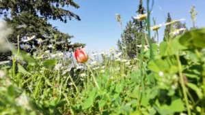 Manisa Lalesi Açtı: Koparmanın Cezası 699 Bin Lira Oldu!