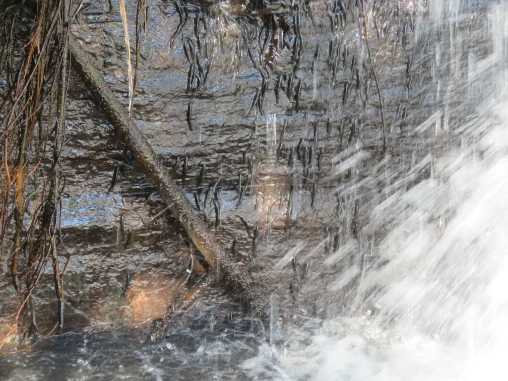 Şelale Tırmanan Balıklar