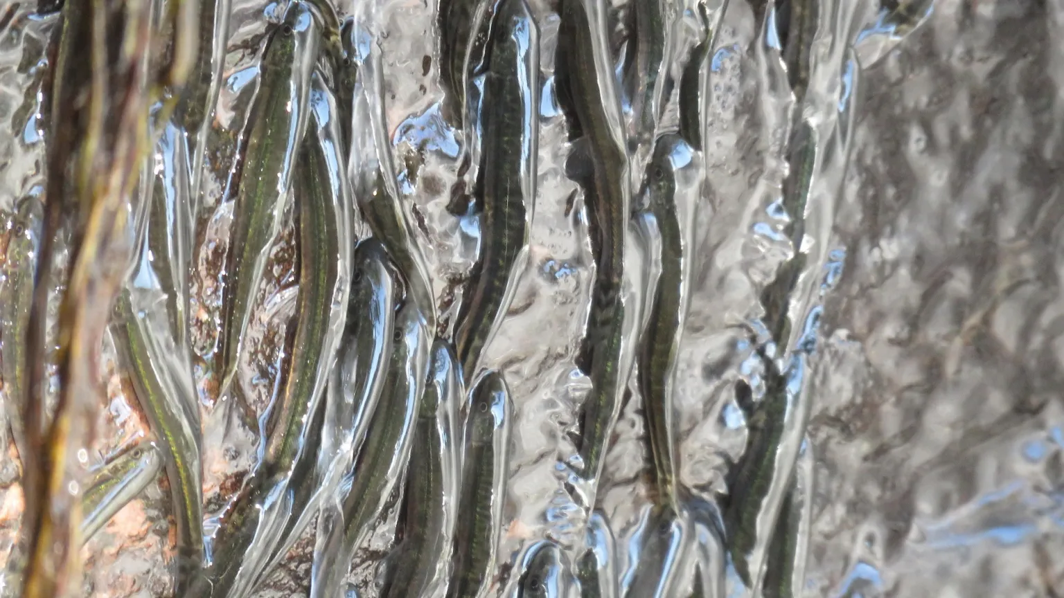 Şelale Tırmanan Balıklar