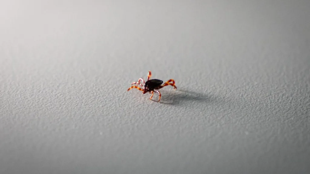 Tokat’ta KKKA Alarmı