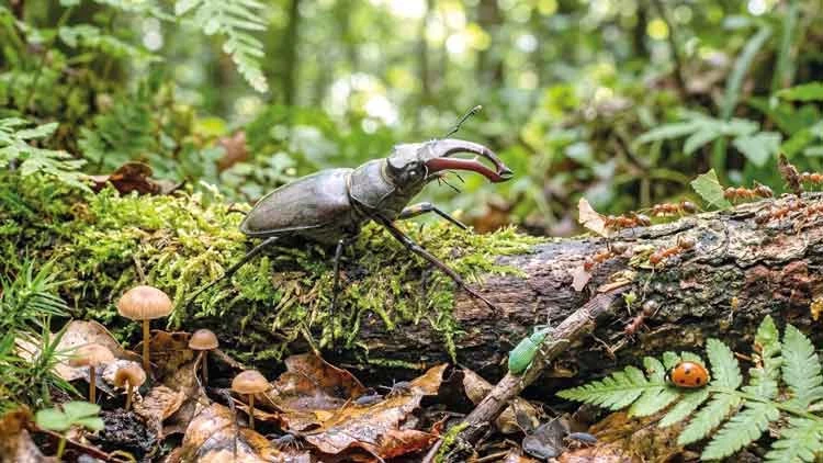 Yeşil Vatana 1 Milyonluk Ordu