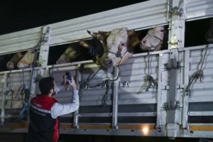 İstanbul’da Kurban Hareketliliği: Hayvan Girişleri Başladı