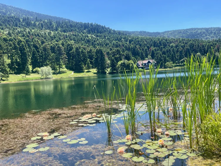 Bolu'da Bir Nilüfer Çiçeği Koparmanın Bedeli Ağır
