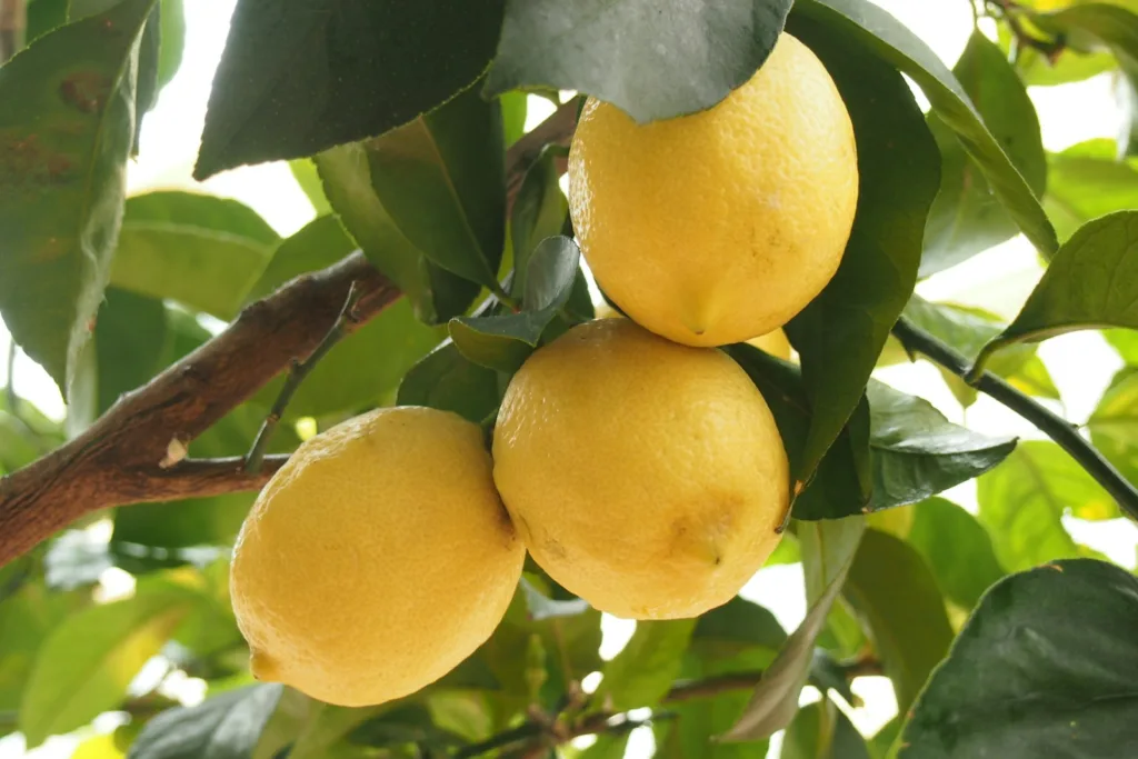 Limon İhracatında Rekor