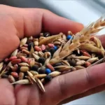 Türk Tohumculuğu Asya ve Avrupa Arasında İhracat Rekoruna Koşuyor