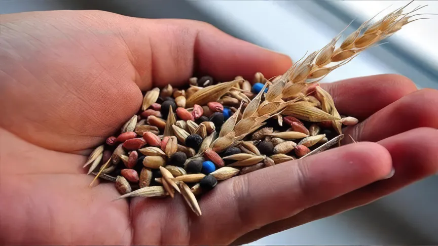 Türk Tohumculuğu Asya ve Avrupa Arasında İhracat Rekoruna Koşuyor