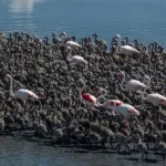 Tuz Gölü'nde Flamingolara Özel "Kreş