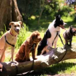 Köpekler Duygularımızı Anlıyor mu