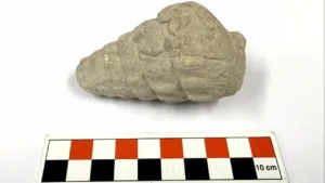 Ankara Külhöyük’te 66 Milyon Yıllık Gastropoda Fosili Keşfi