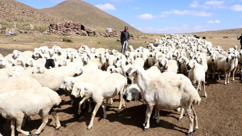 Hayvan Varlığında Türkiye Zirvede
