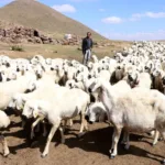 Hayvan Varlığında Türkiye Zirvede